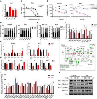 CDK7 Inhibitor THZ1 Induces the Cell Apoptosis of B-Cell Acute Lymphocytic Leukemia by Perturbing Cellular Metabolism